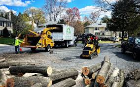 Tree and Shrub Care in Coeur Dalene, ID