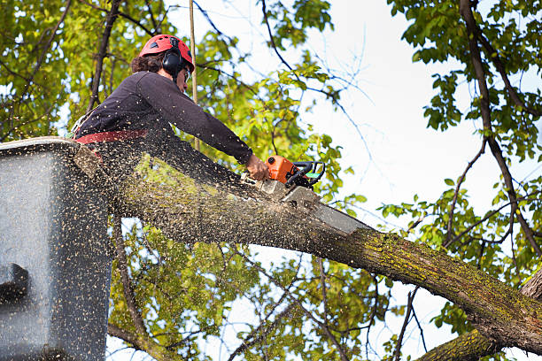 How Our Tree Care Process Works  in  Coeur Dalene, ID